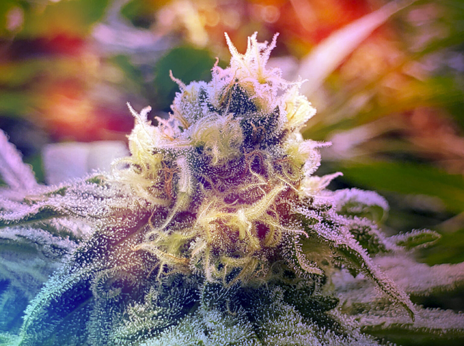 What Are Terpenes? We Consult Our Medical Marijuana Doctors in Colorado Springs, CO
